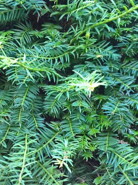 De naalden van de Taxus